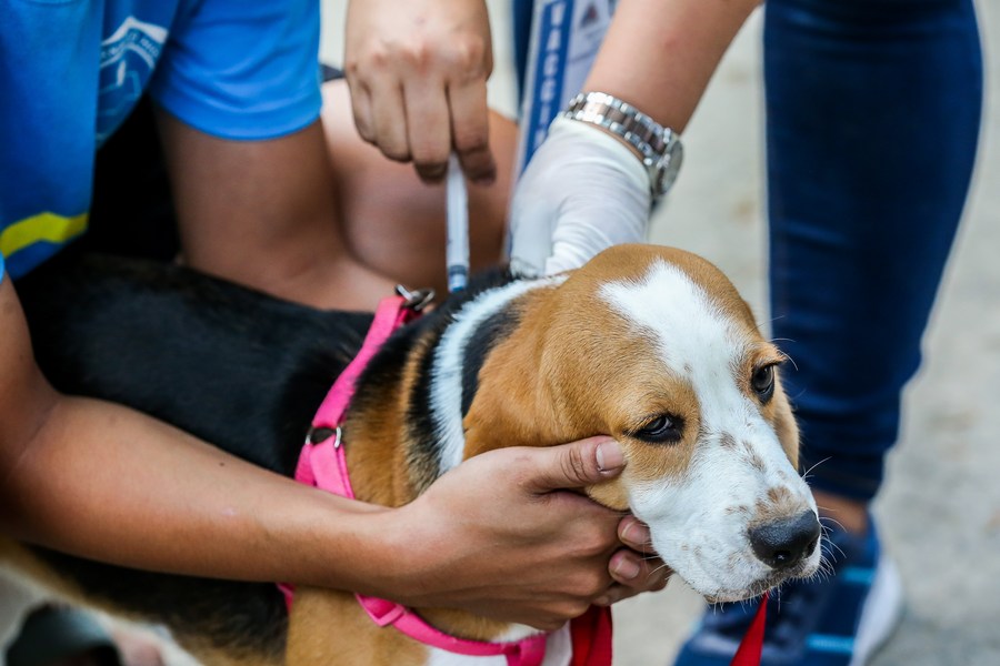 Asia Album Furry friends protected with free rabies shots in the
