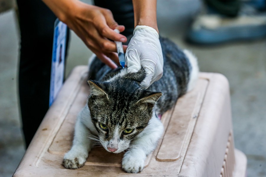 Asia Album Furry friends protected with free rabies shots in the