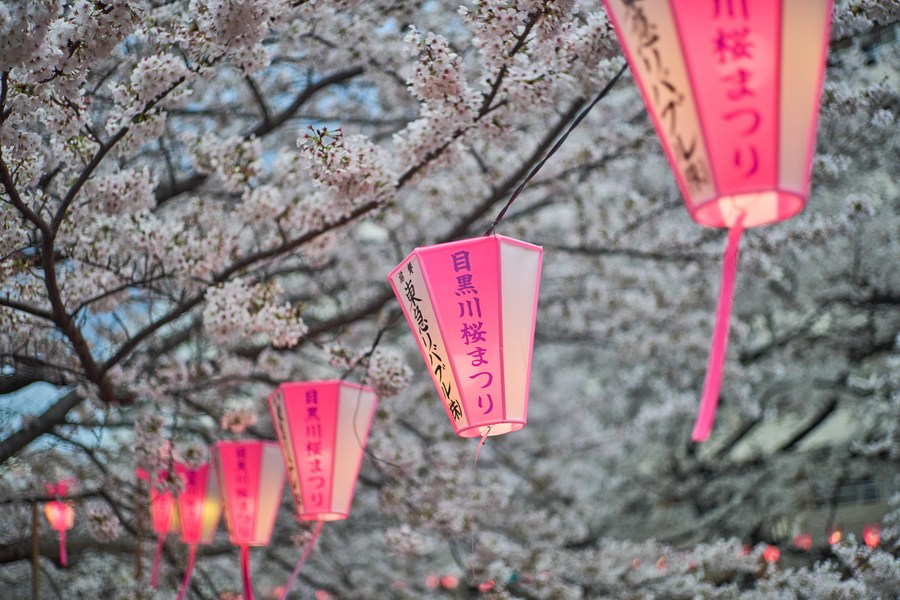 Sakura — The Ephemeral Beauty Of Japan's Cherry Blossoms