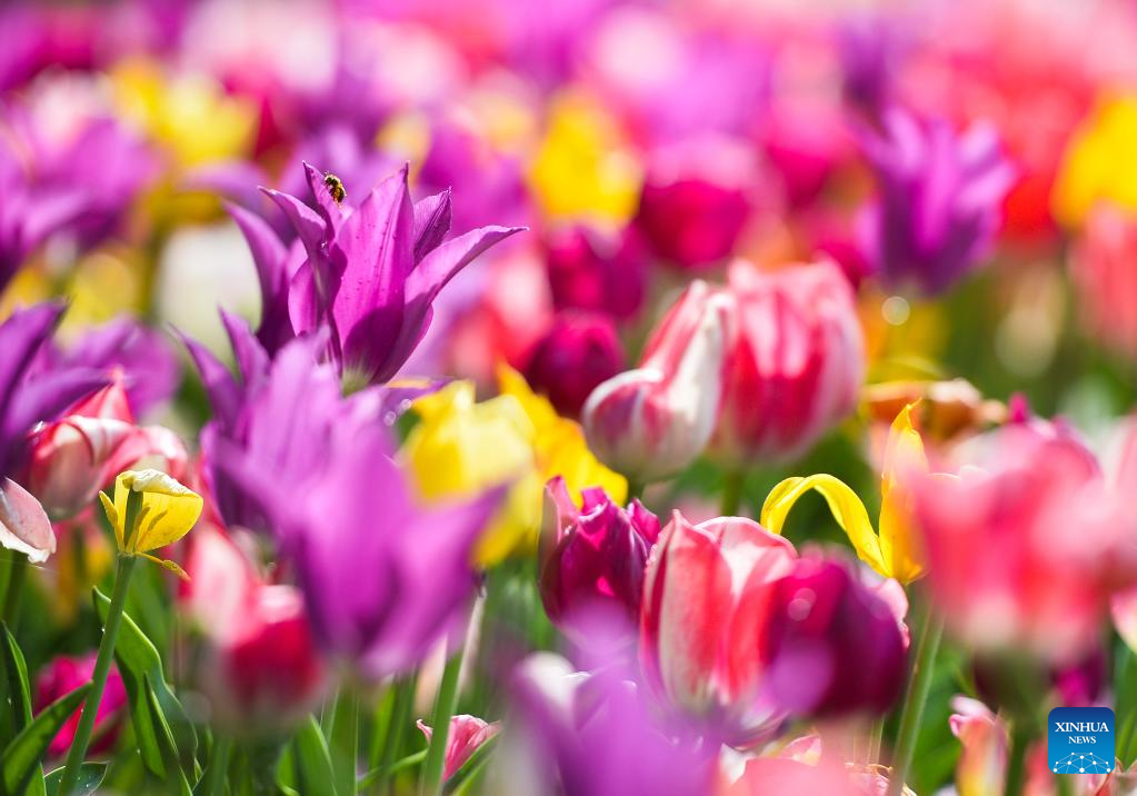 Mostra dei tulipani a Pralormo, Italia – Xinhua