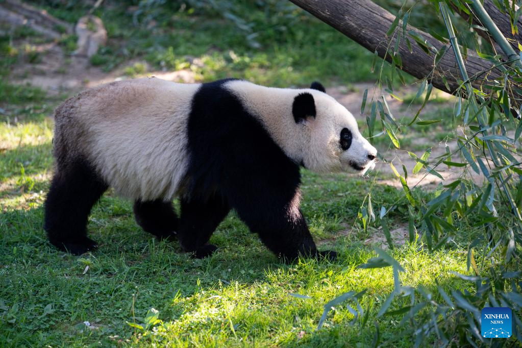 America's Last Panda Zoo Sends China an Earnest Message