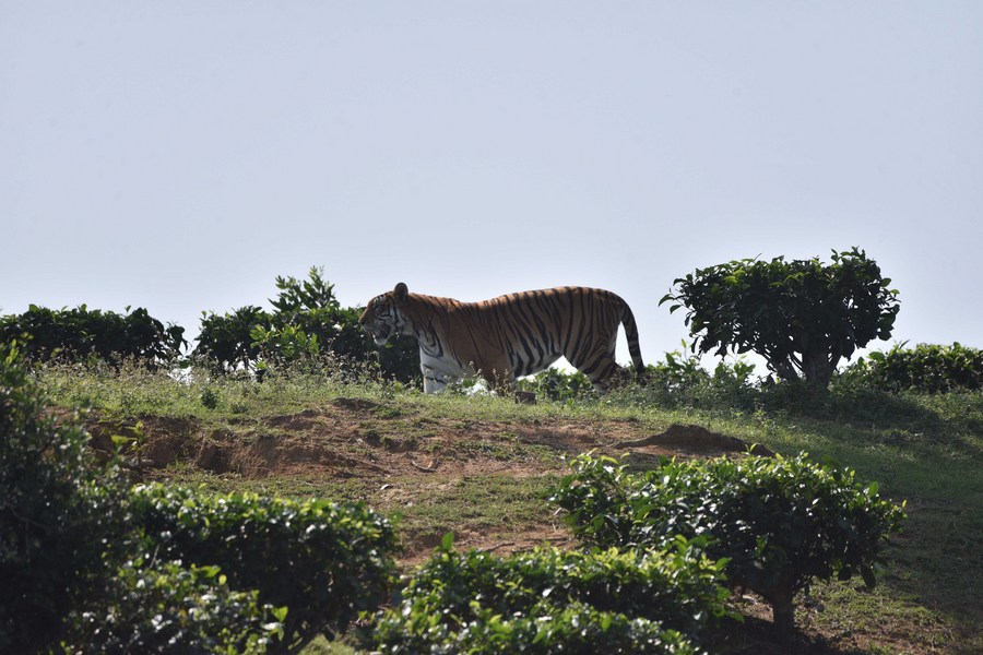 Royal Bengal Tiger - The Biggest Charm of Indian Jungles