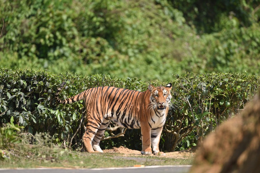 3 held with Royal Bengal Tiger parts along Arunachal-Assam border 