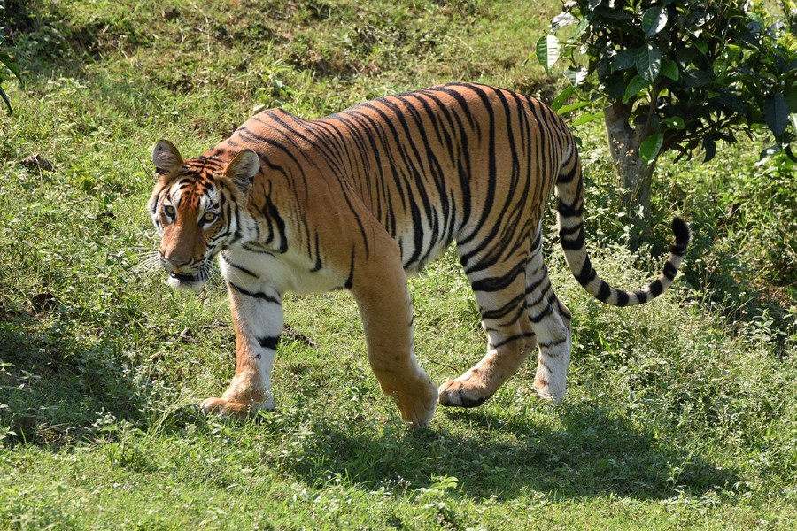 Royal Bengal Tiger - The Biggest Charm of Indian Jungles