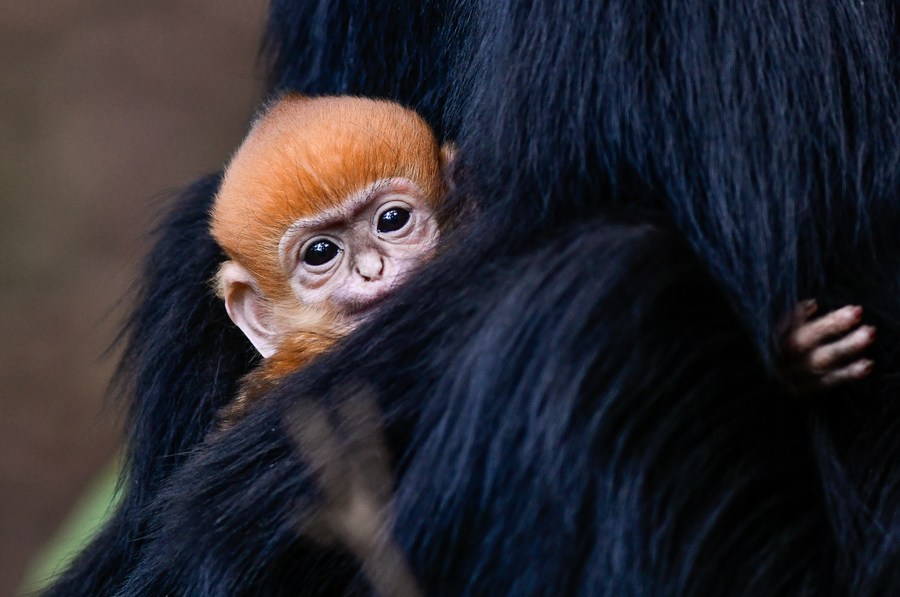 InPics: Francois' leaf monkeys in SW China-Xinhua