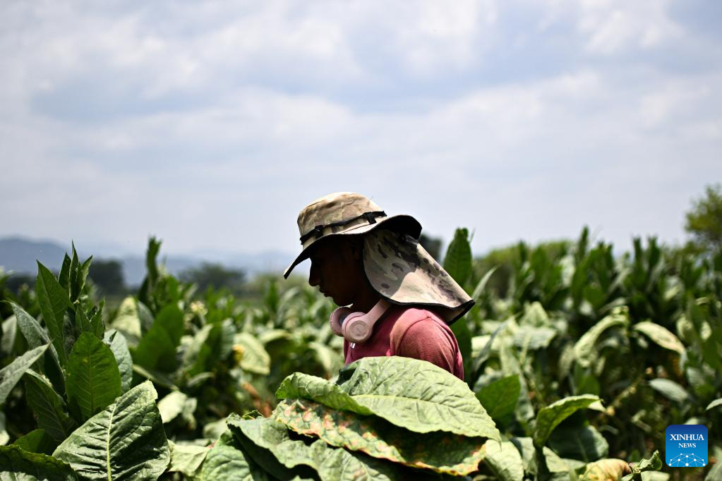 tobacco mouth pouches Nicotine Pouch Use Is on the Rise