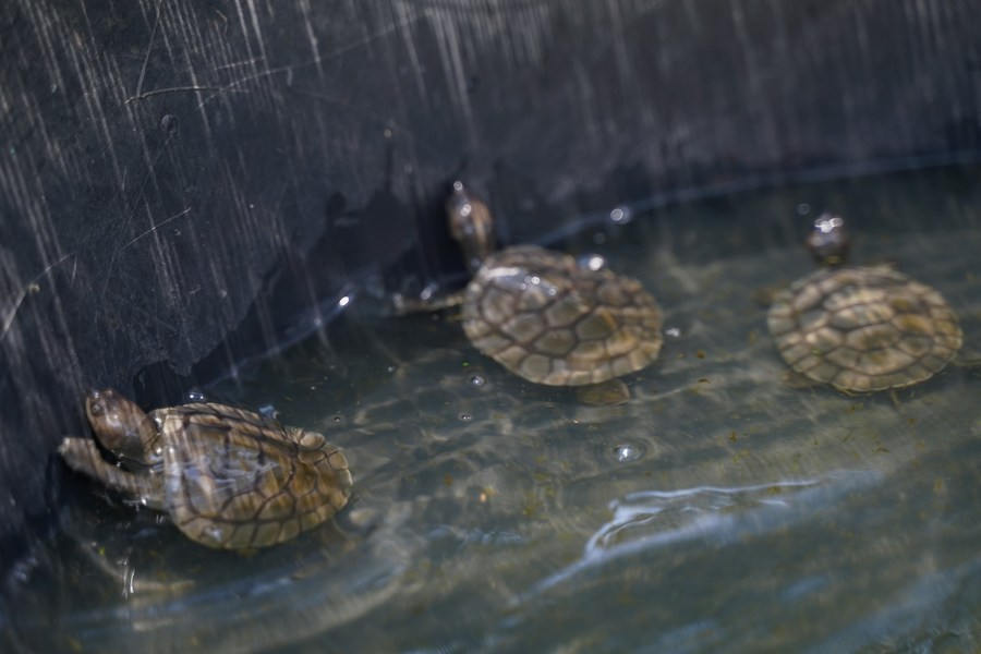 Nine Endangered Borneo River Turtles Hatch at Dresden Zoo - ZooBorns