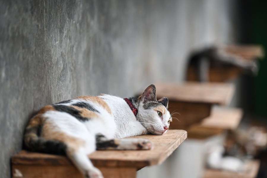 Asia Album Loving stray cat shelter in Indonesia Xinhua