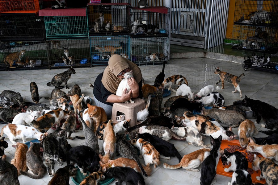 Asia Album: Loving stray cat shelter in Indonesia -Xinhua