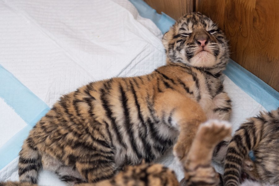 Over 30 Siberian tiger cubs born from end of February at Heilongjiang  breeding center (4) - People's Daily Online