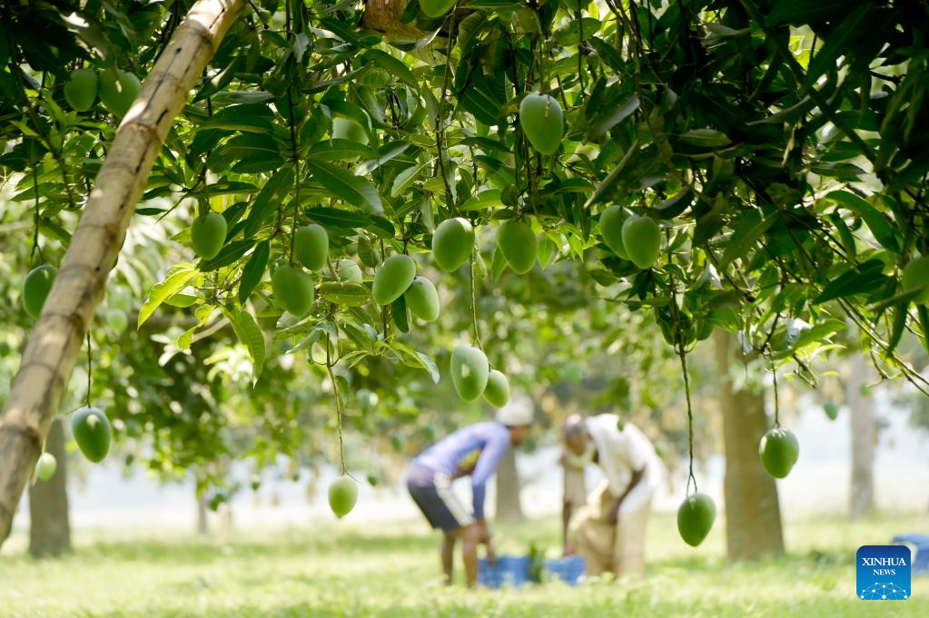 Mangoes harvested in Chapainawabganj, BangladeshXinhua