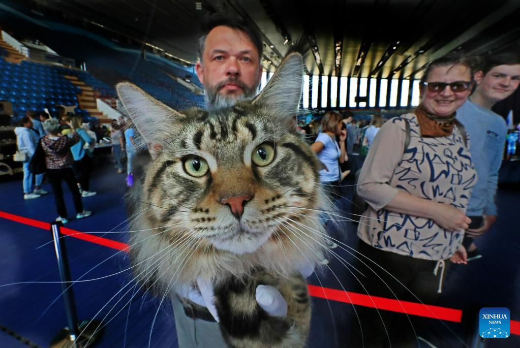 International cats show staged in Minsk, BelarusXinhua