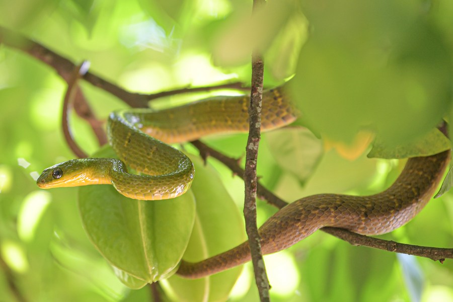 Científicos chinos revelan mecanismo de evolución de serpientes Spanish.xinhuanet.com