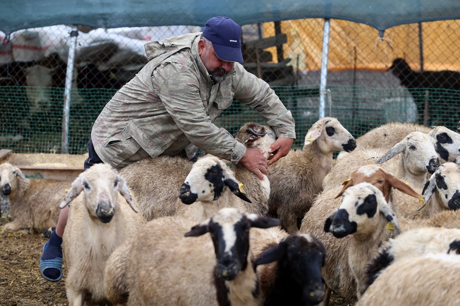 Kurban Bayramı yaklaşırken nakit sıkıntısı çeken Türkler hayvan kurban etmeyi mali yük olarak görüyor – Xinhua