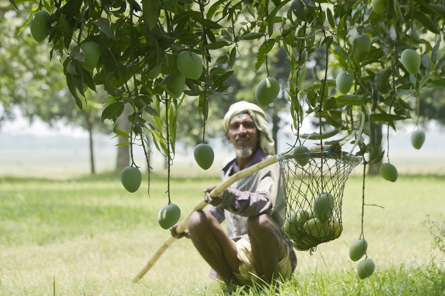 Bangladesh's "Capital of Mangoes" uses Chinese methods to produce