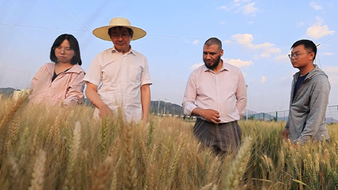 GLOBALink | Learning wheat breeding technology in China