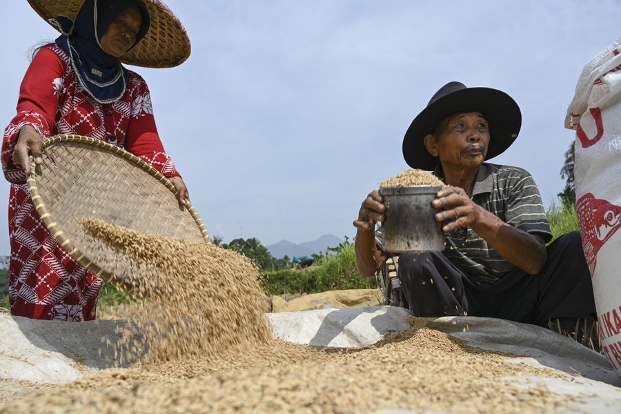 Pemerintah Indonesia harapkan kesiapsiagaan pangan menghadapi El Nino – Xinhua