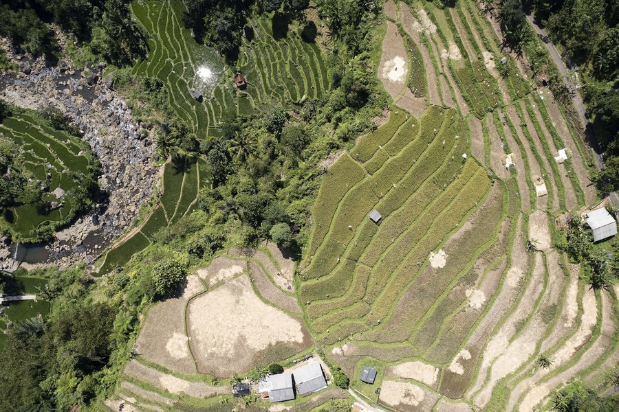 Panen padi di Pokor, Indonesia-Xinhua
