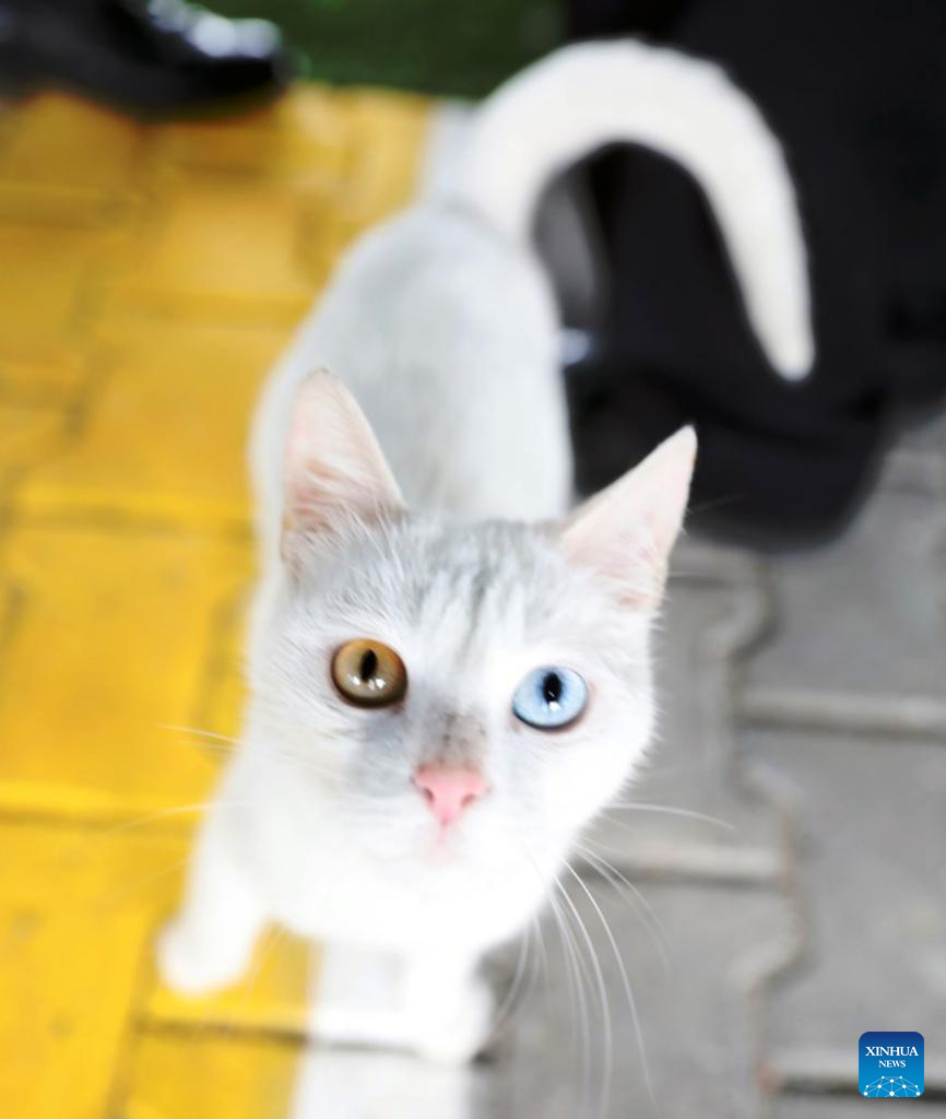 Feature Türkiye's Cat Town, sanctuary for stray catsXinhua