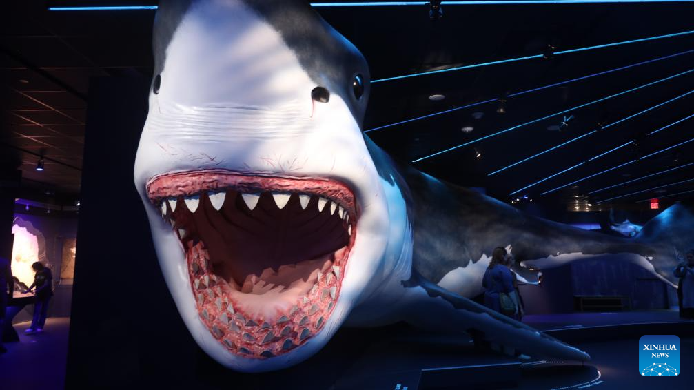 Shark Museums In Texas