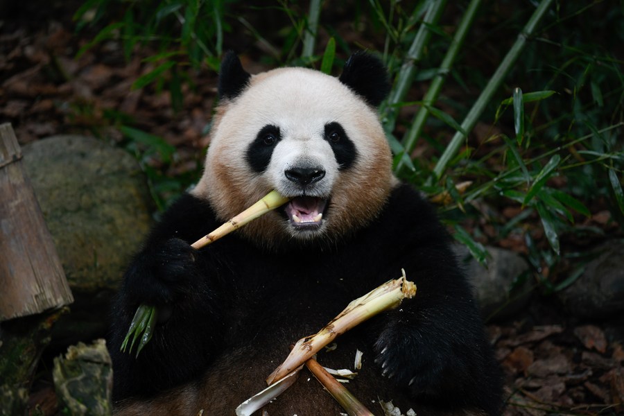 (Chengdu Universiade) World Insights: China's pandas endure as symbol ...