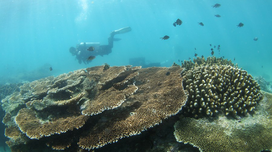 Investigadores chinos proponen concepto de bomba ecológica para arrecifes de coral Spanish.xinhuanet.com