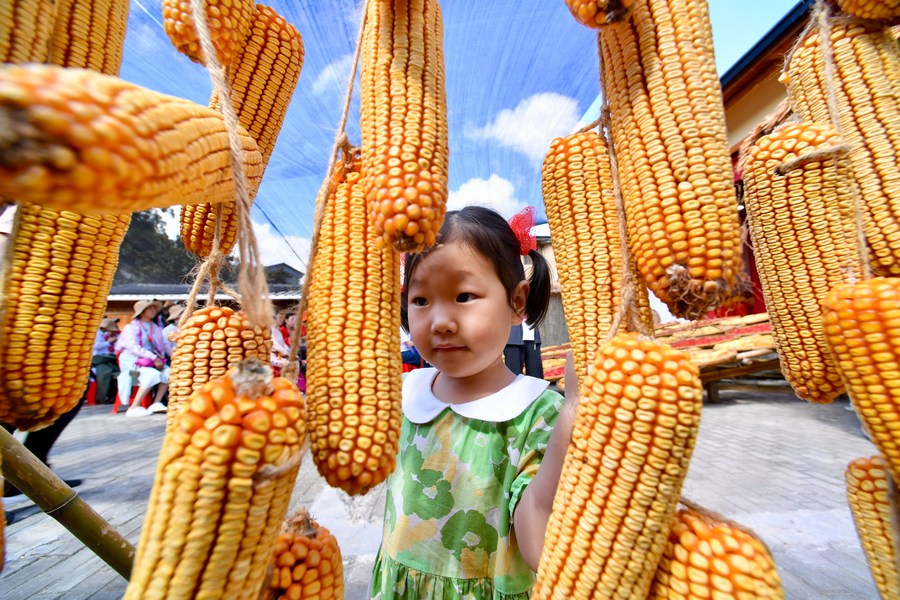 Economy&Life  Corn harvest in north China-Xinhua