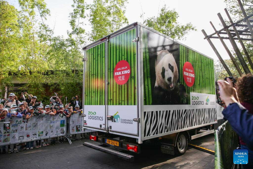 “Tot ziens, Fan Xing!”  — De reuzenpanda geboren in de Nederlandse Dierentuin vertrekt naar China – Xinhua