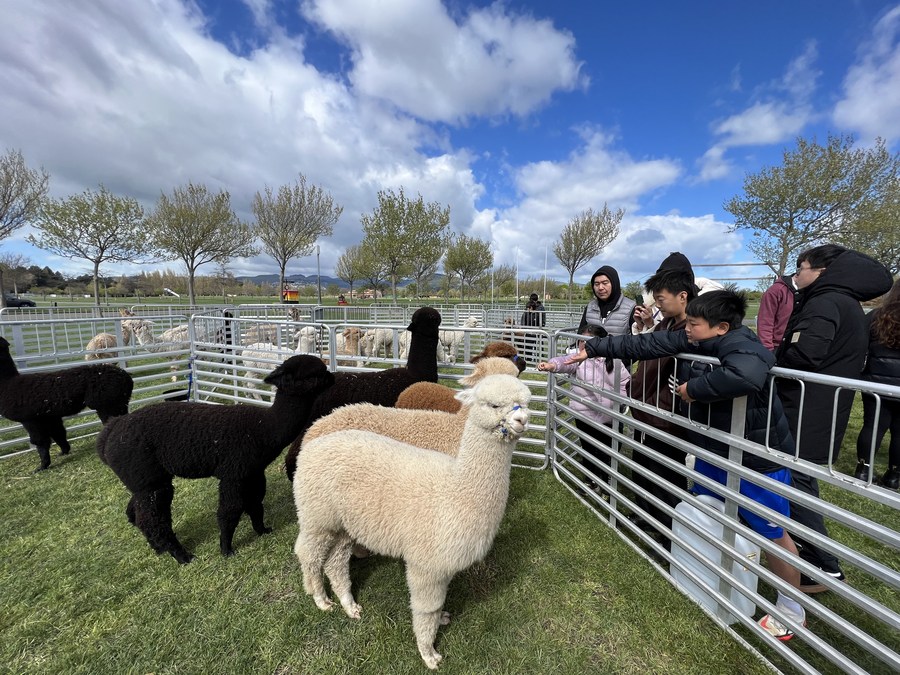 Asia Album National alpaca show in New ZealandXinhua