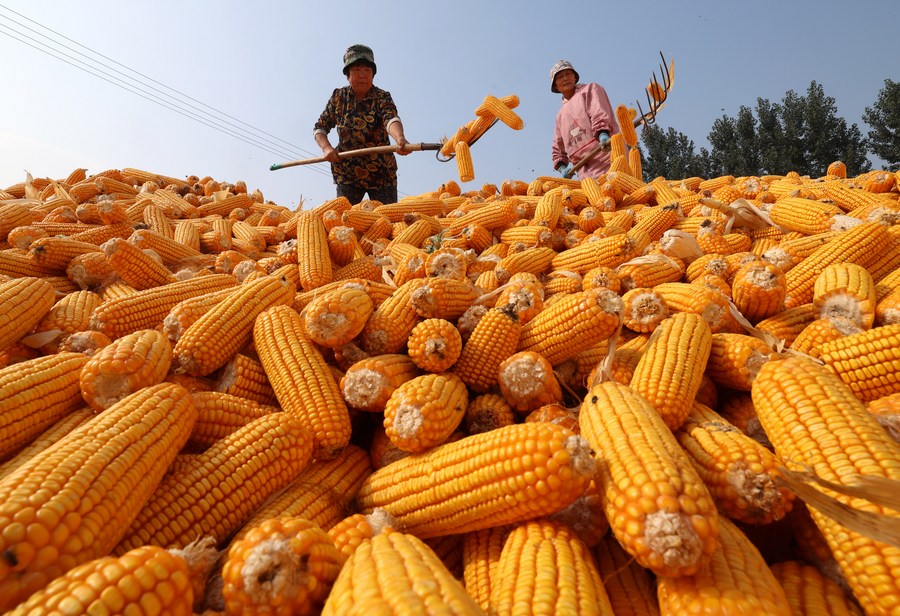Economy&Life  Corn harvest in north China-Xinhua