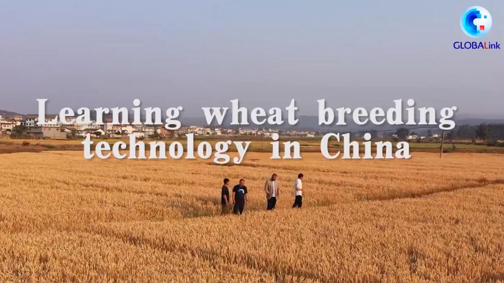 GLOBALink | Learning wheat breeding technology in China