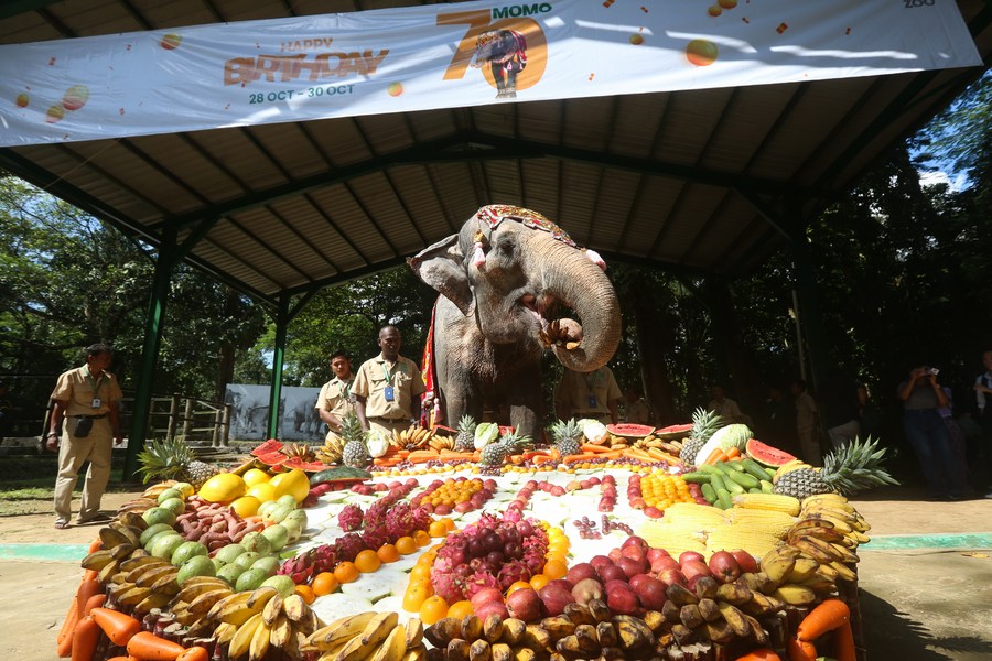 Asia Album: Asian elephant Momo celebrates 70th birthday at Yangon zoo -Xinhua