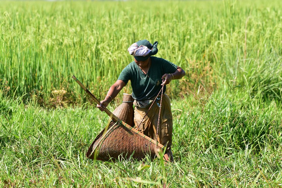 Asia Album: Community fishing at Goroimari Lake in northeast Indian state  of Assam - Xinhua