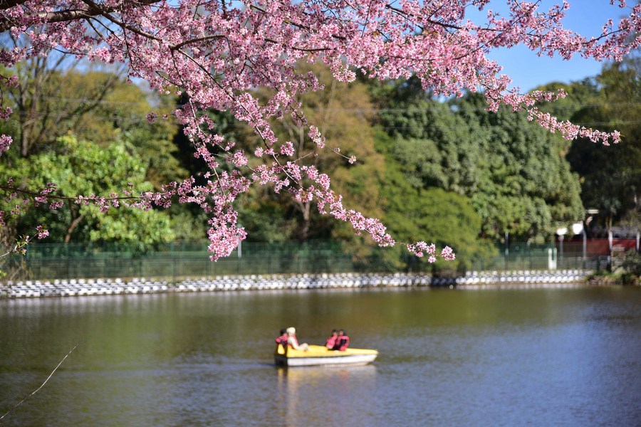 In Pics  Cherry trees blush pink as festive mood returns with pleasant  sunshine in Shillong - Hub News