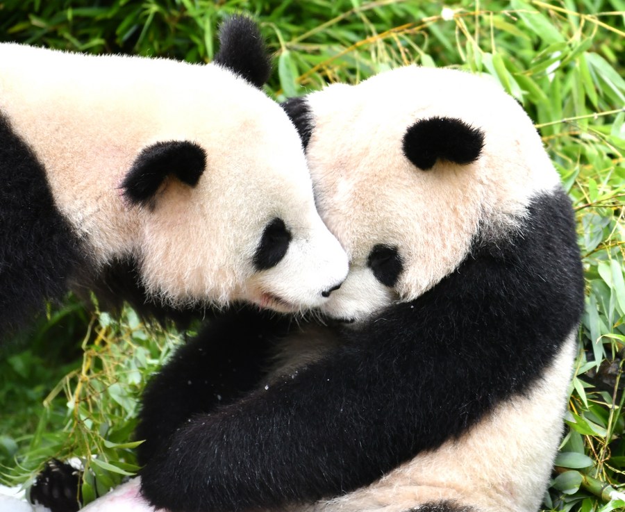 Die ersten in Deutschland geborenen Panda-Zwillinge gehen nach China – Xinhua