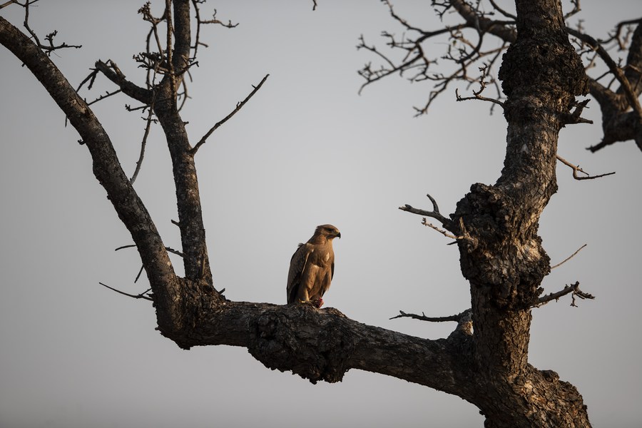 Las aves rapaces de África enfrentan una crisis de extinción a medida que aumentan las amenazas: investigadores
