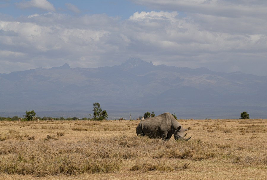 Il Kenya intende trasferire 21 rinoceronti neri per aumentarne il numero