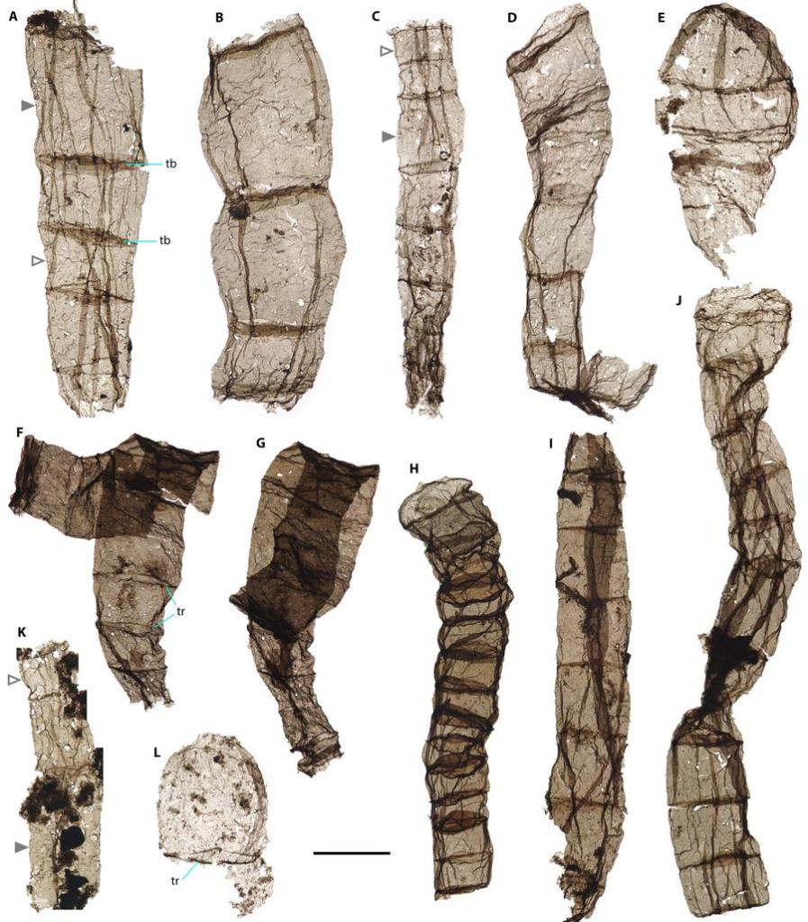 Oldest fossils of multicellular eukaryotes found in north China-Xinhua