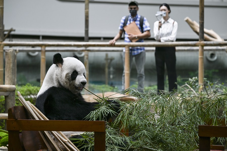 马来西亚总理表示将寻求延长大熊猫的生存期-新华社