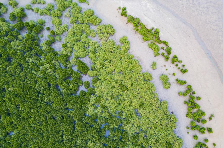 Tropical island Hainan to restore 30 pct of degraded ecosystems by 2030 ...
