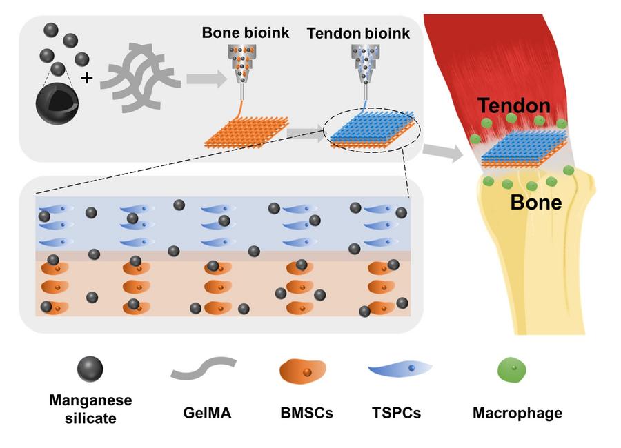 Integrated Tendon-To-Bone Regeneration