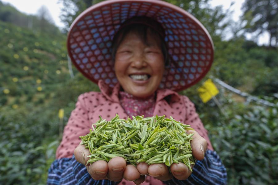 La tecnología digital 'difunde' el aroma del té en la provincia de Anhui-Xinhua, en el este de China
