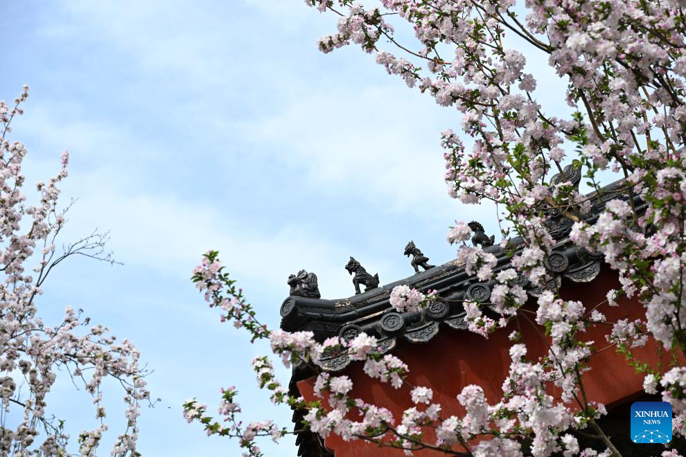 In pics: blooming flowers at Palace Museum in Beijing-Xinhua