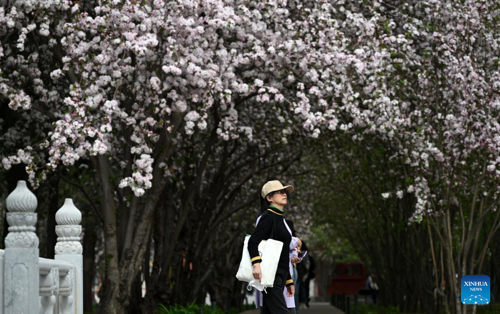 In pics: blooming flowers at Palace Museum in Beijing-Xinhua