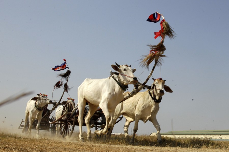 Villagers revitalize centuries-old ox cart racing tradition in Cambodia ...