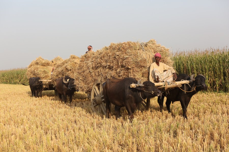 Asia Album: Happy Rice Harvest In Bangladesh-xinhua