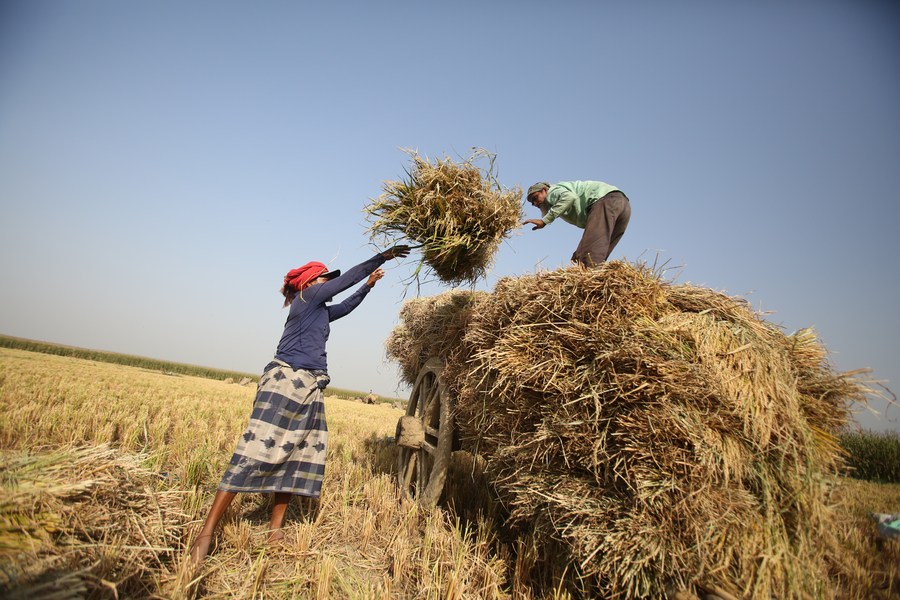 Asia Album: Happy Rice Harvest In Bangladesh-xinhua