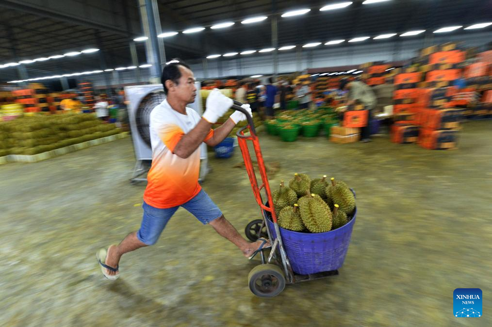 Durian Rind Processing Workers transfer durians in Chanthaburi, Thailand-Xinhua