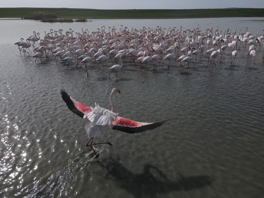Türkiye’nin Ankara gölleri göçmen kuşları ağırlıyor-Xinhua