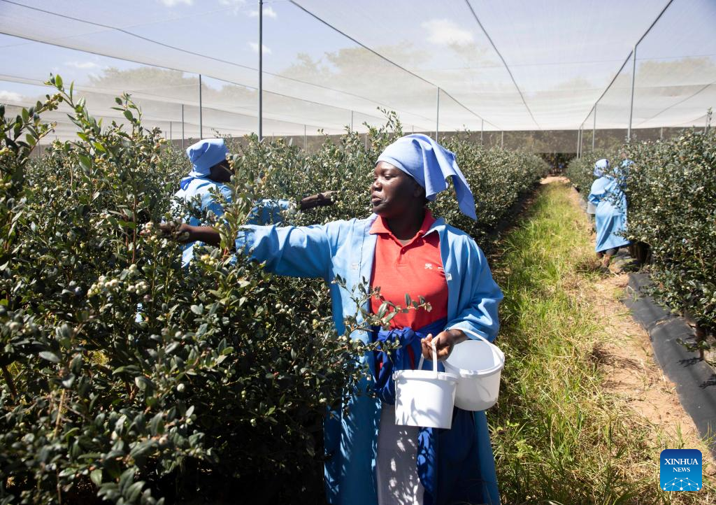 Zimbabwean blueberry producers seek access to Chinese market |
